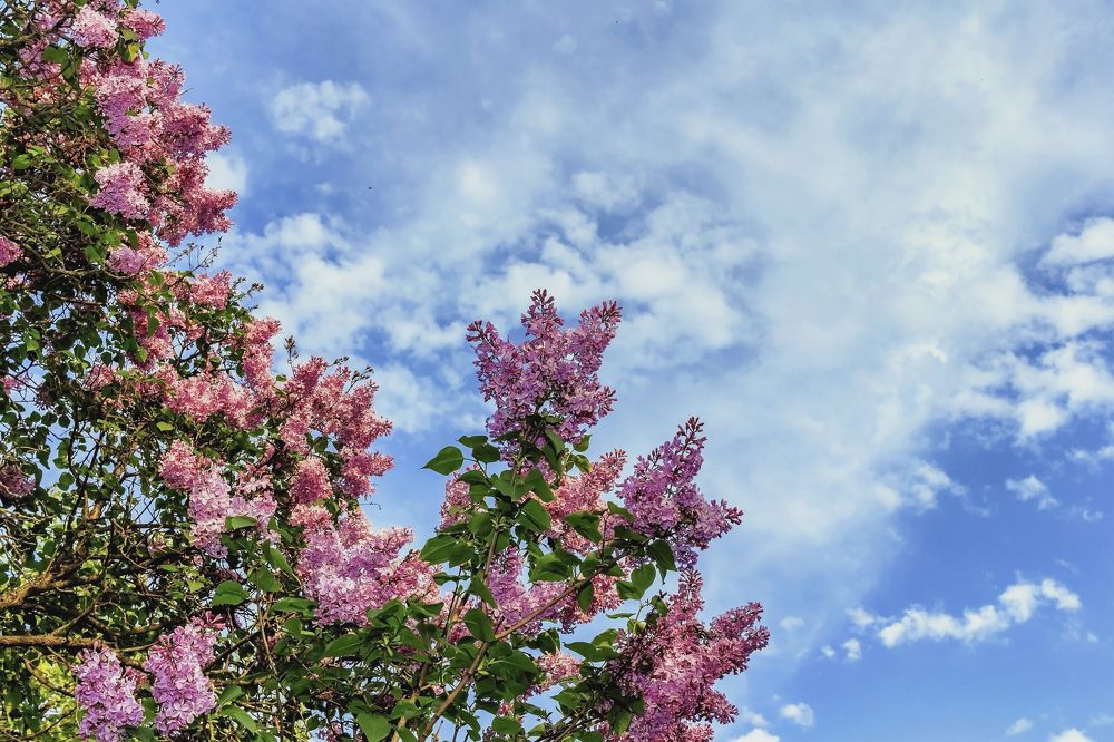 Сирень и облака..