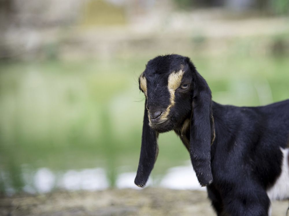 Photograph by A. M. Shafiqul Islam