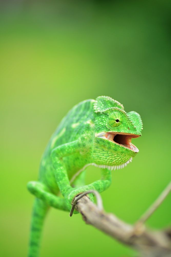 Photograph by THOTA ROHITH