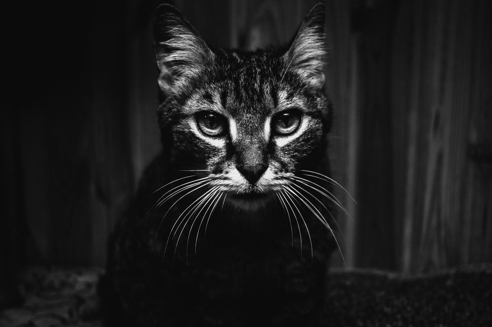 Фотография автора Андрей Вязьмин