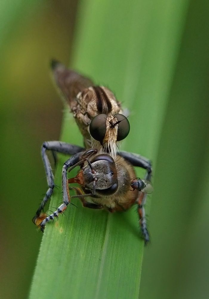 Robberfly Kill With Honey Bee