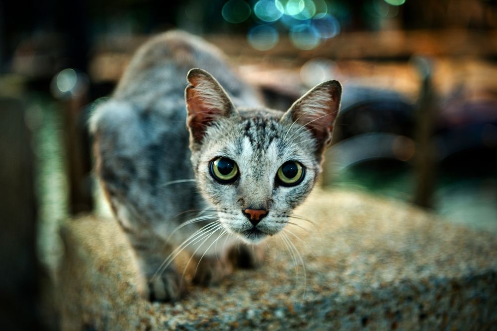 Photograph by Milan Uhrin