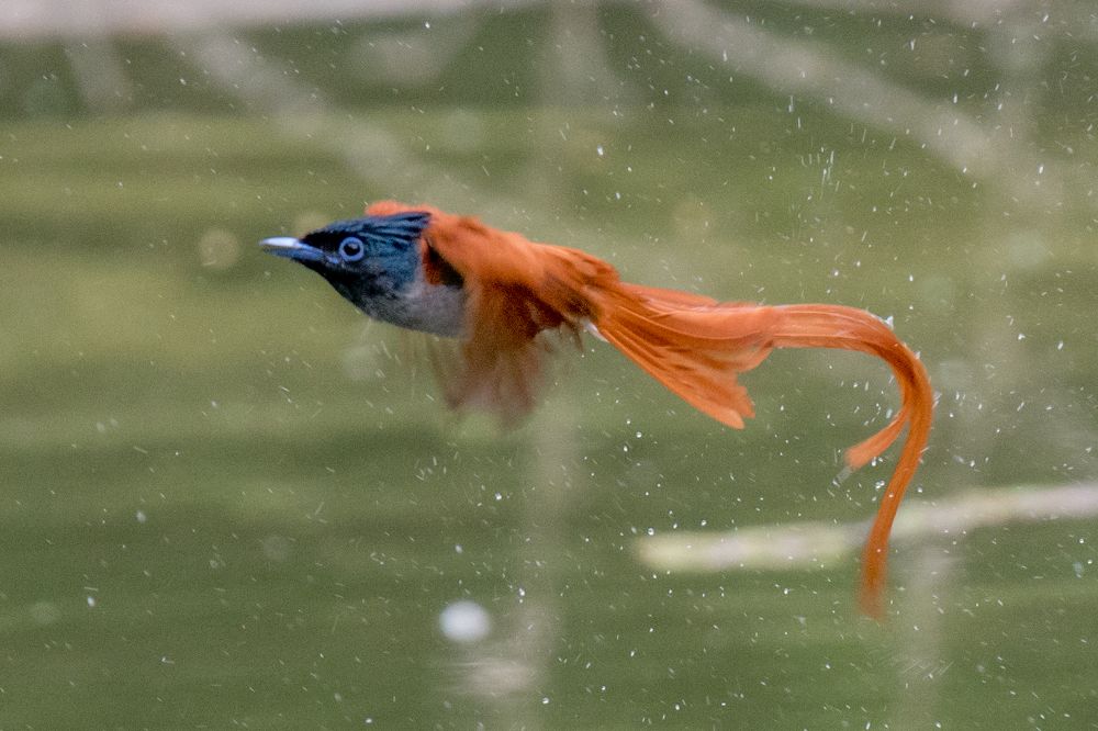Indian Paradise flycatcher bath