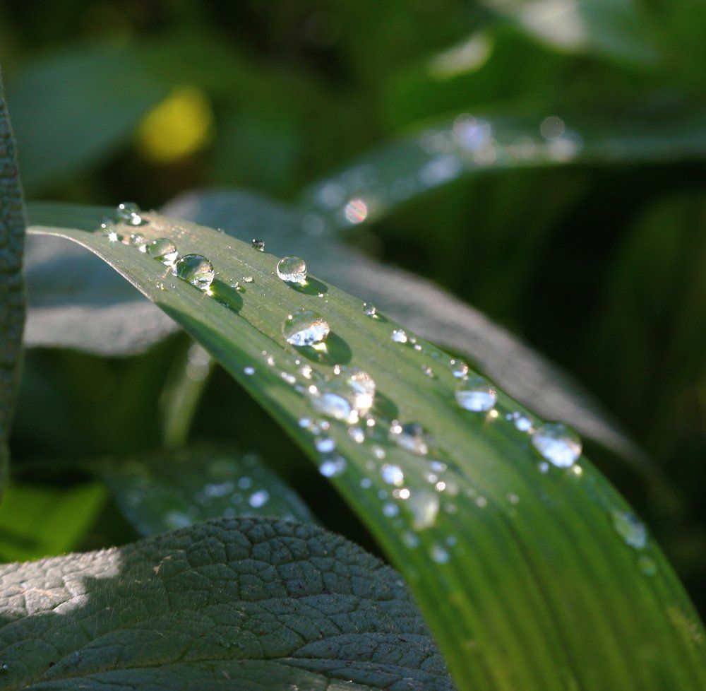 После весеннего дождя