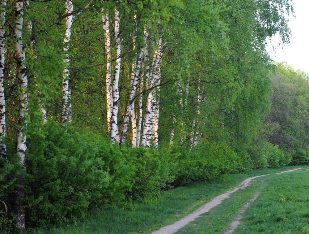 Берёзовая роща весной