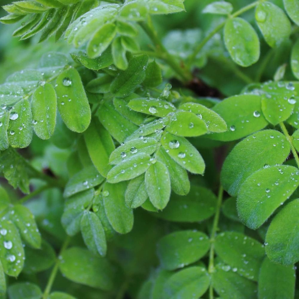 После дождя