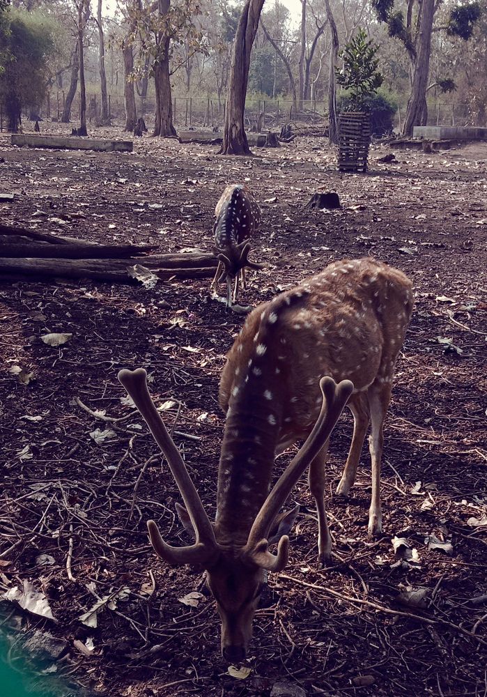 Photograph by Tapashya Pihwal