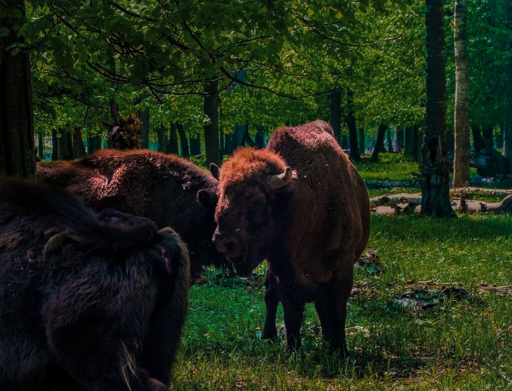 Photograph by Ковалев Николай