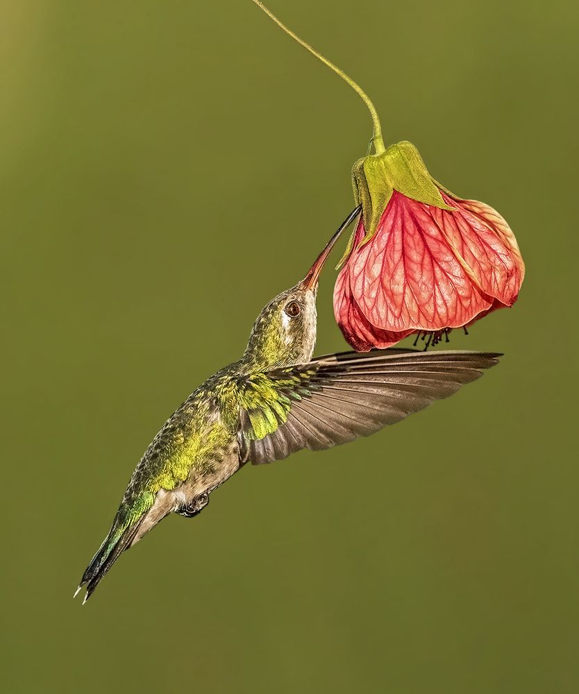 Hunting for the flower