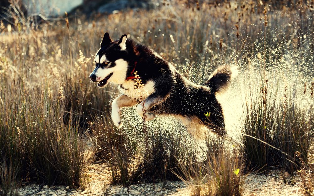 Фотография автора Ibrahim Jalal