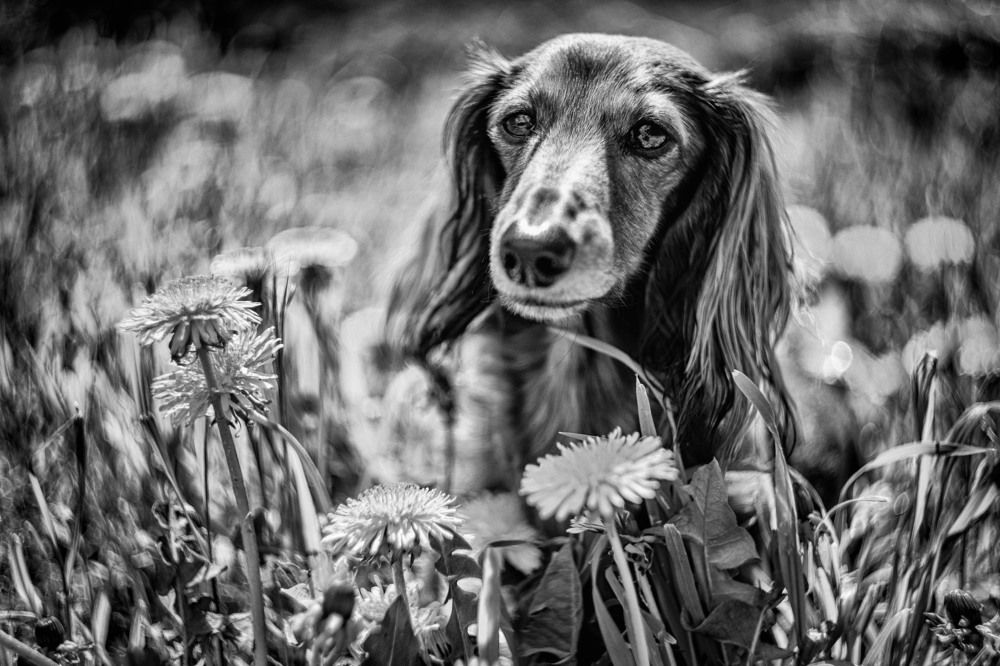 Photograph by Pavel Micek