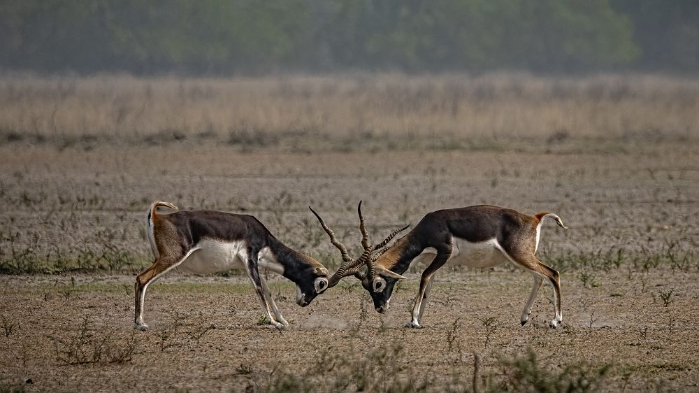 Blackbucks Sparring
