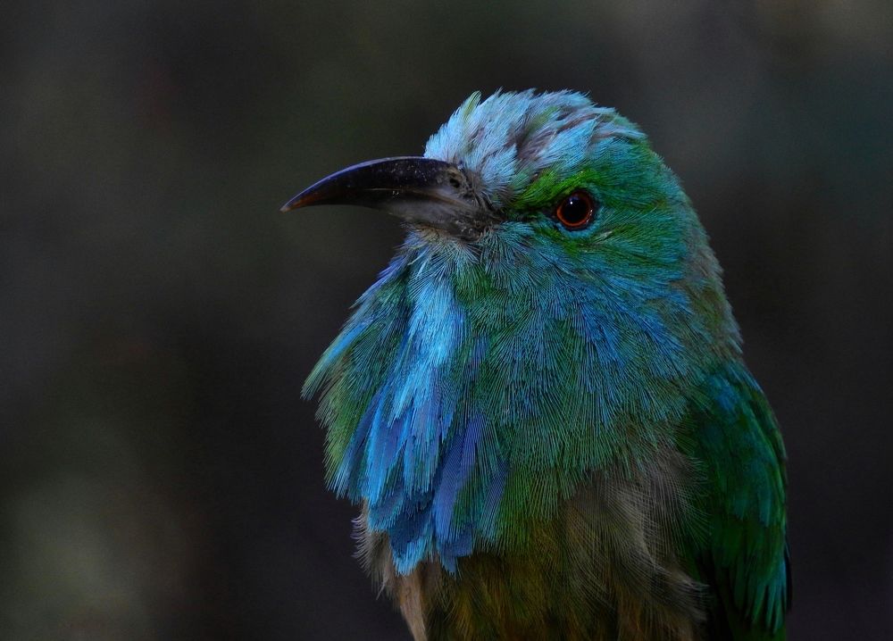 Blue Bearded Bee Eater