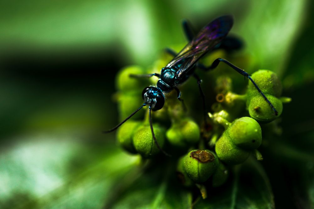 Photograph by Abhishek Biradar