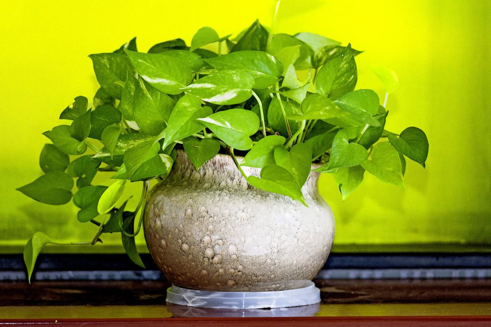 Photograph by DUONG QUANG NGHIA