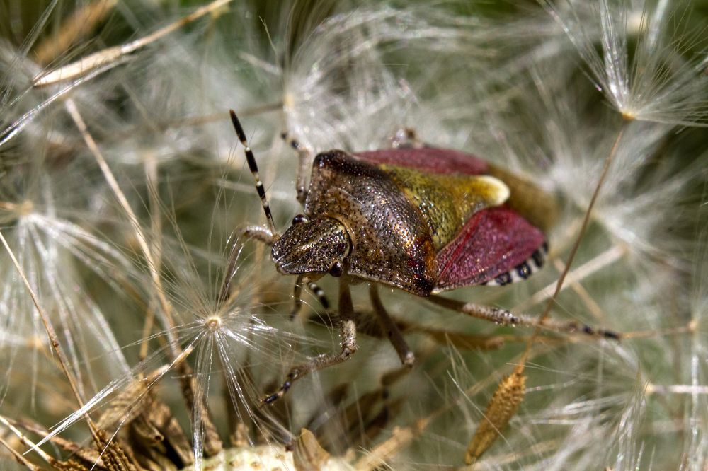 Photograph by Богдан Бигун