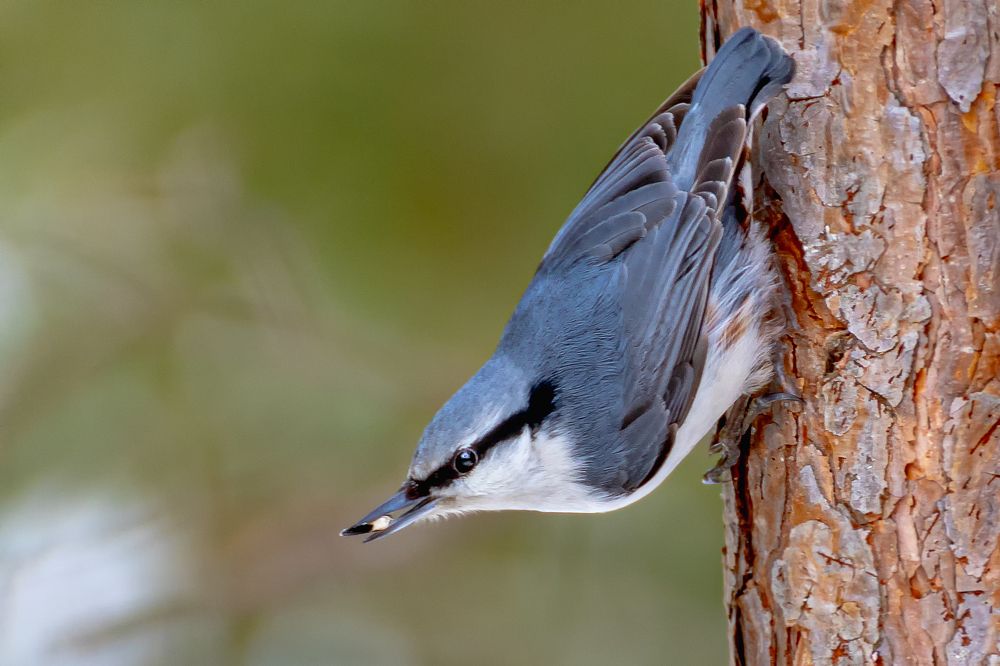 Photograph by Сергей Осинцев