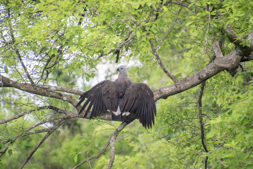Gray Headed Fish Egle