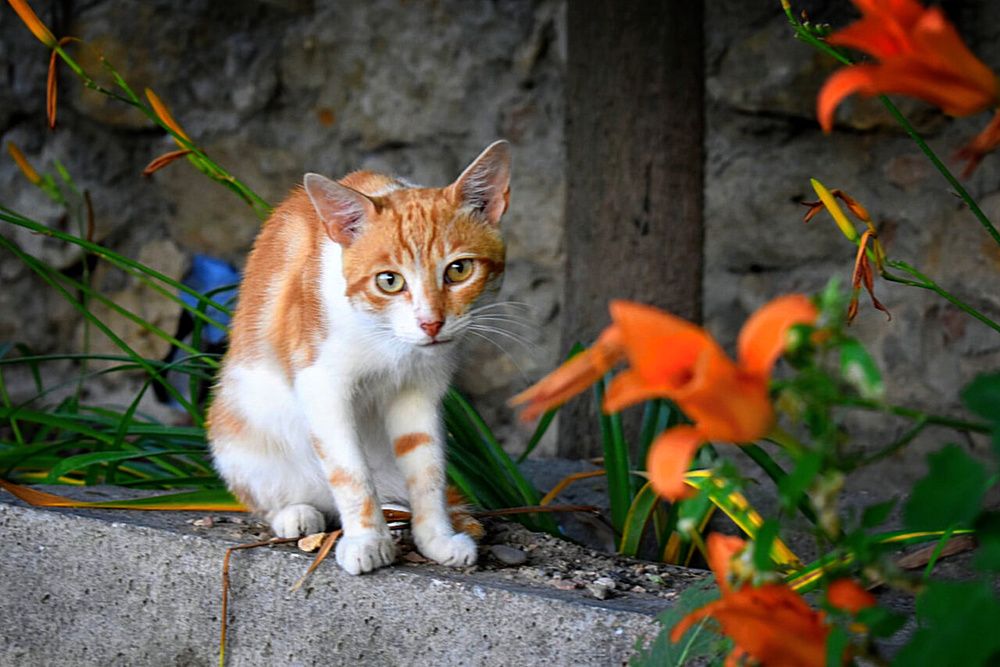 Photograph by Екатерина Гордеева