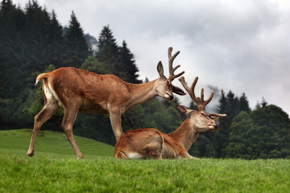 Фотография автора Вика Иванова