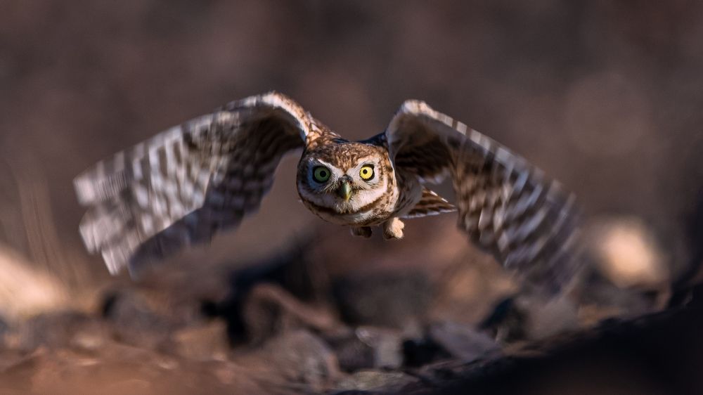 Фотография автора Gopal Sutar