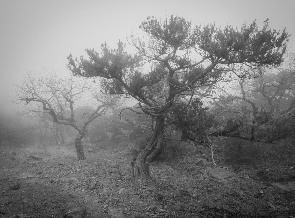 Photograph by Eugene