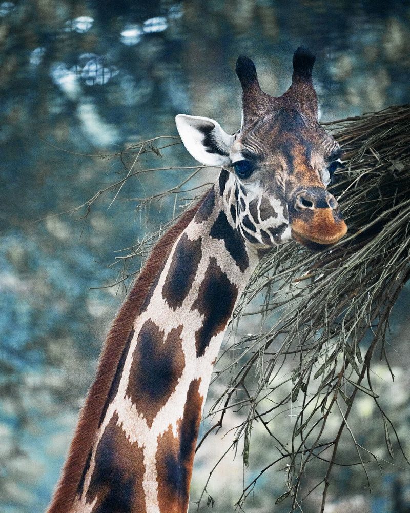 Photograph by Aysia Linggarwati