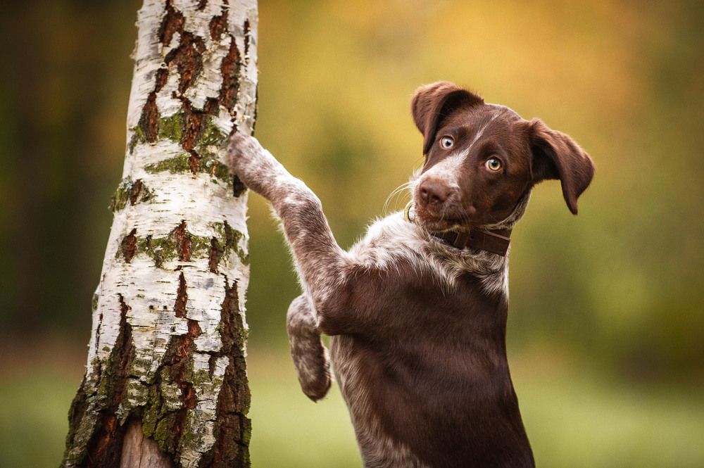 Photograph by Photo Lesnoe