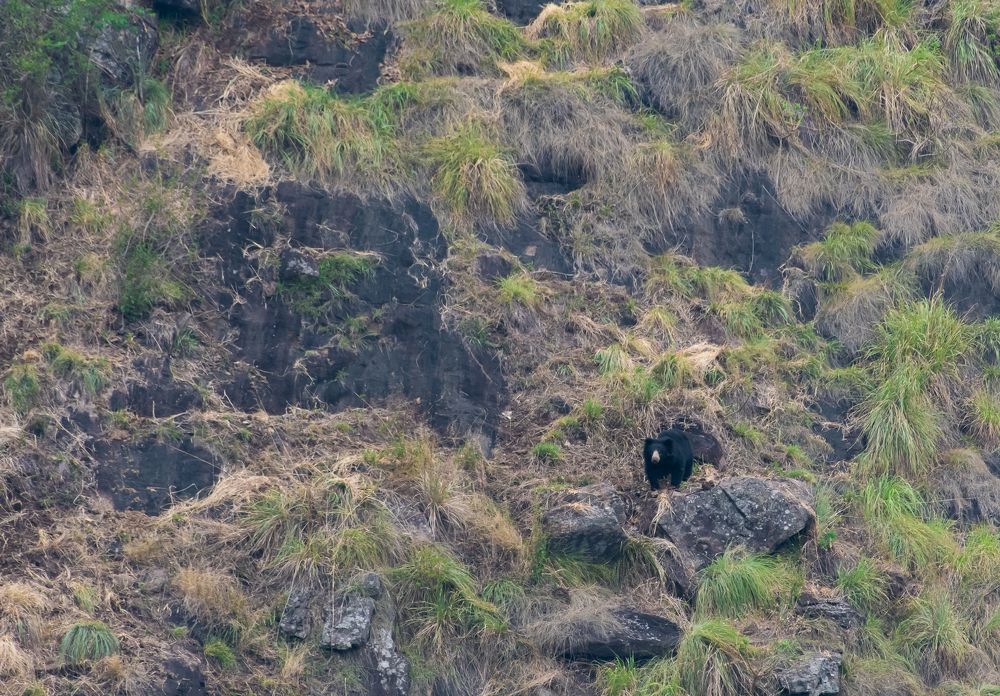 Sloth Bear on Natural habitat