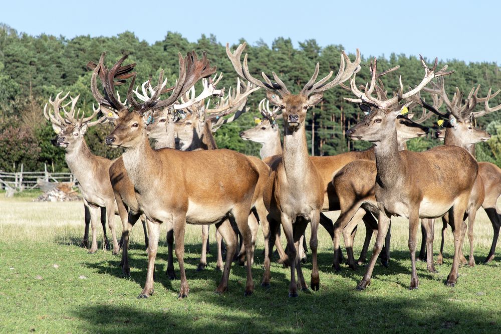 Photograph by Rolandas Valančauskas