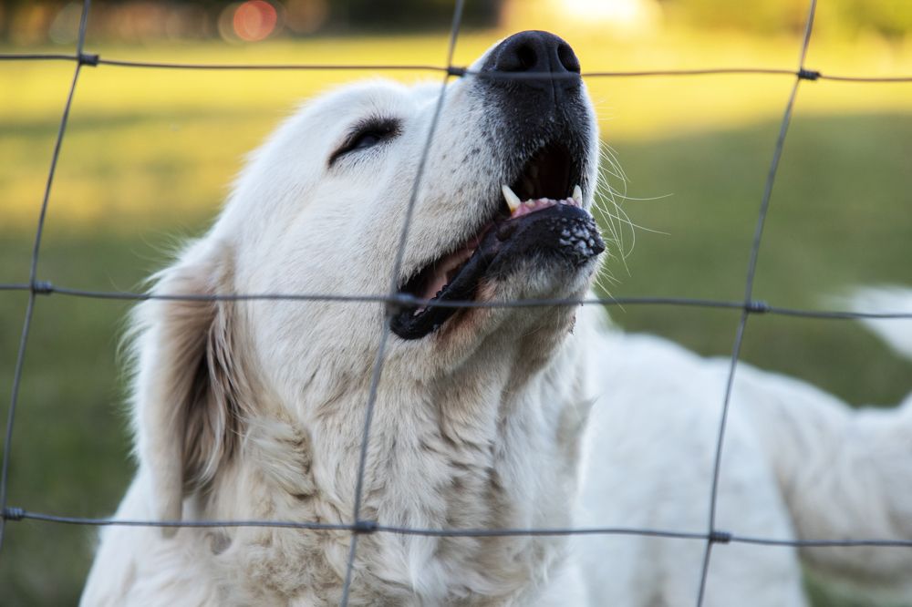 Photograph by Rolandas Valančauskas