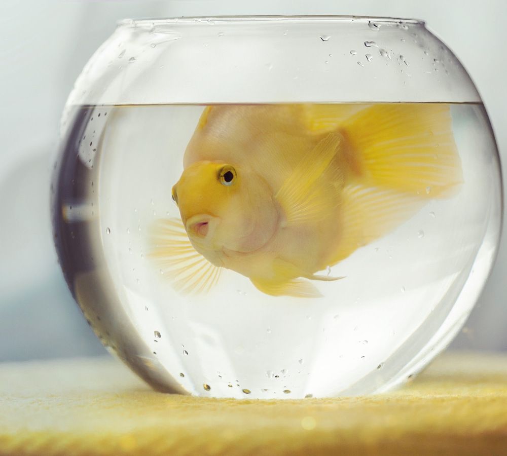 Фотография автора Ольга Трифонова