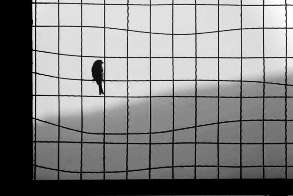 Photograph by Davit Medzmariashvili