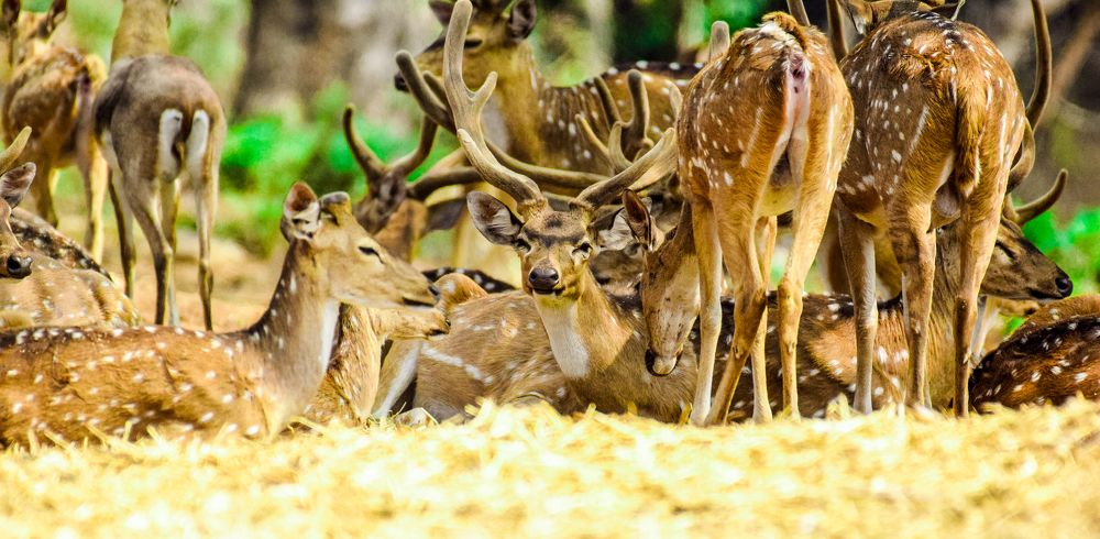 THE HERD - SPOTTED DEER