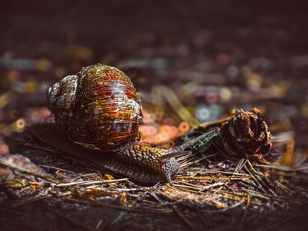 Лесная жительница.