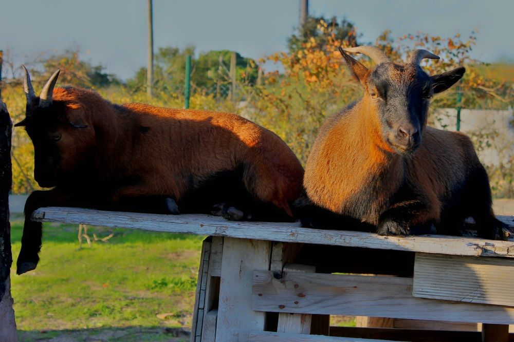 Photograph by Francisco Ferreira