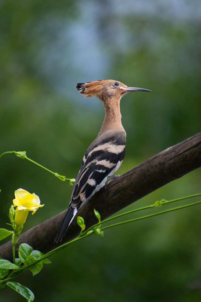 A dream of possibilities