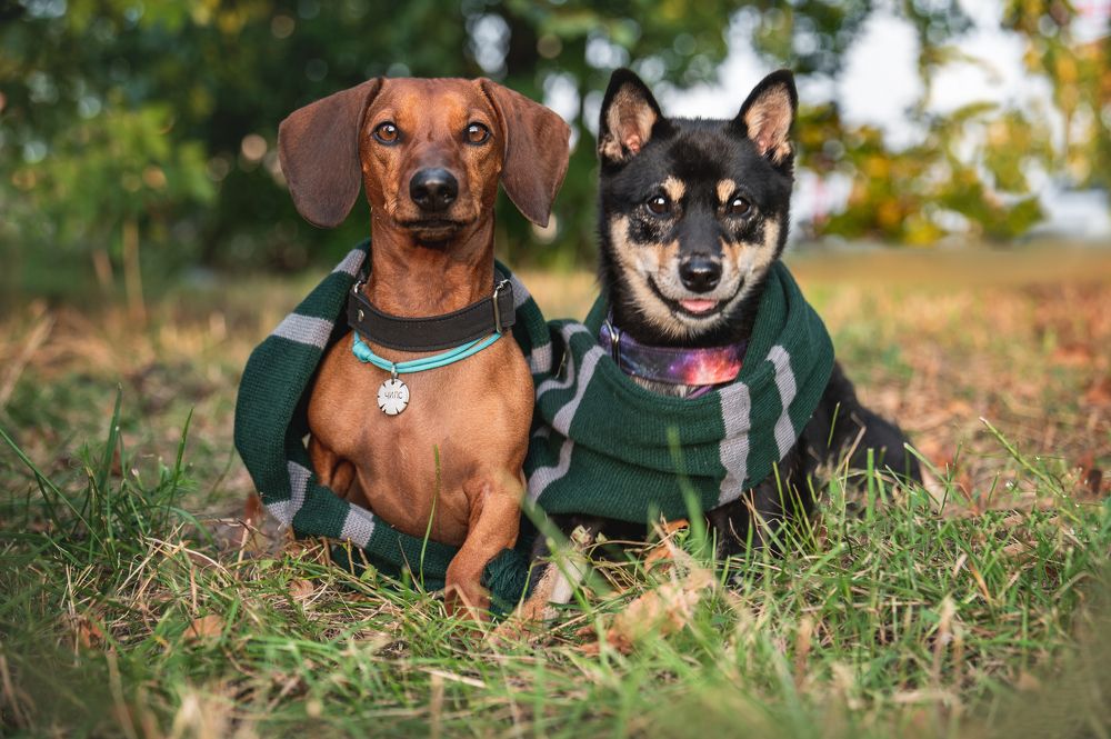 Photograph by Анастасия Мельник