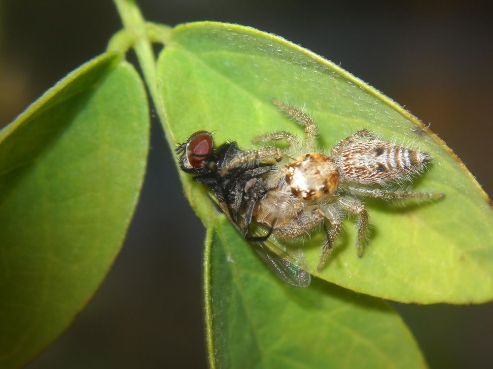 Spider with it's prey