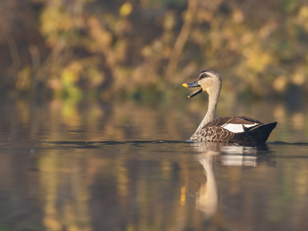 Photograph by Suman Paul