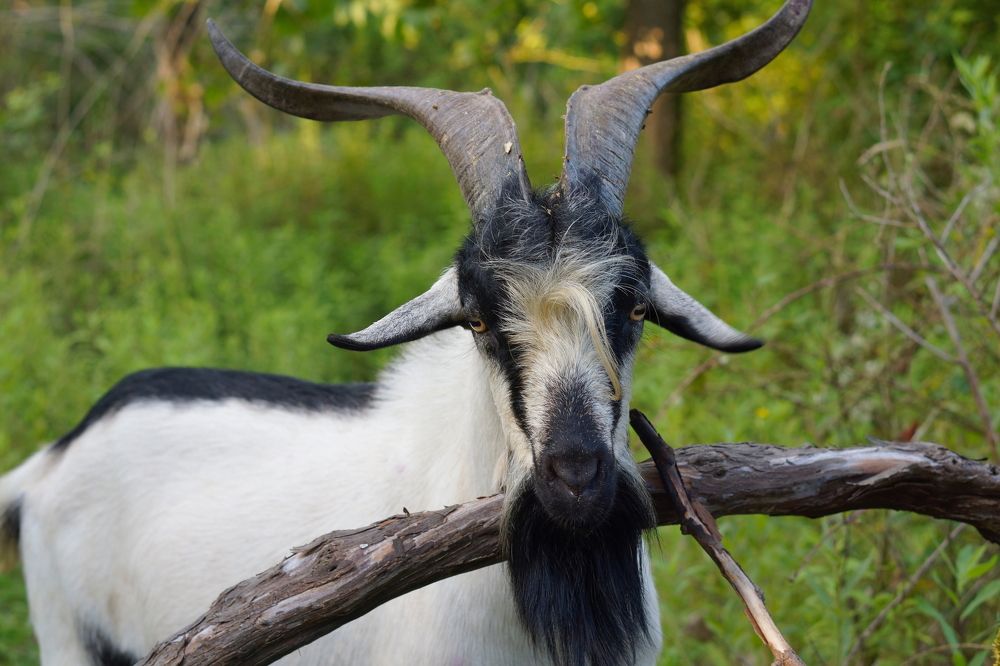 Photograph by Эльза Чанба