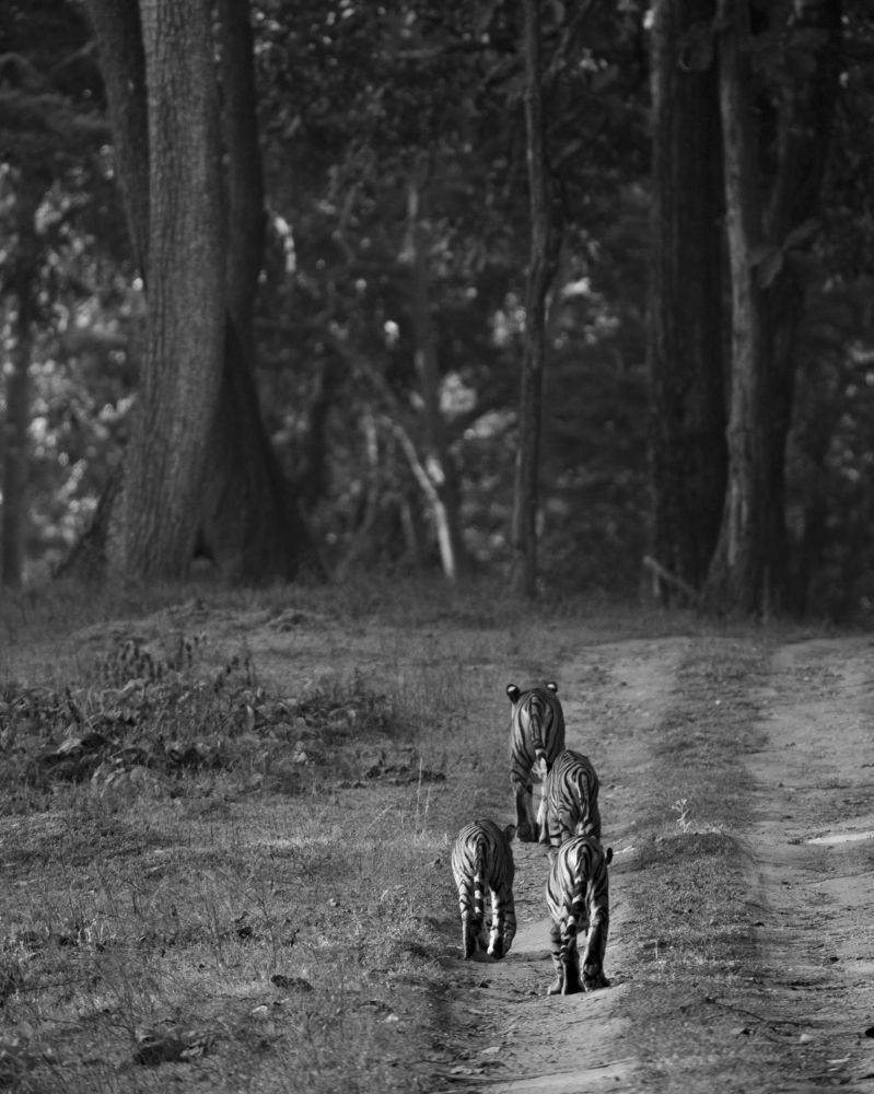 Фотография автора MANJUNATH BAGADE