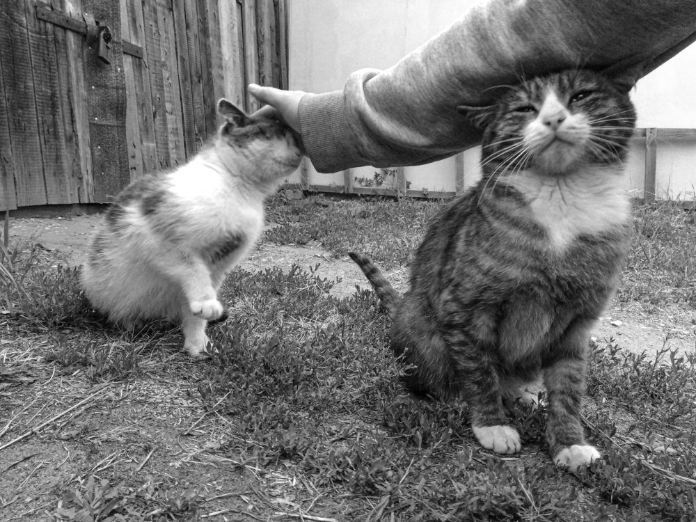 Photograph by Ирина Рудакова