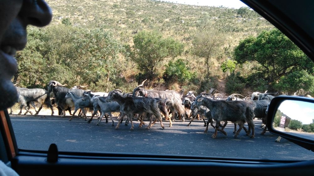 Фотография автора Danica Utjesinovic