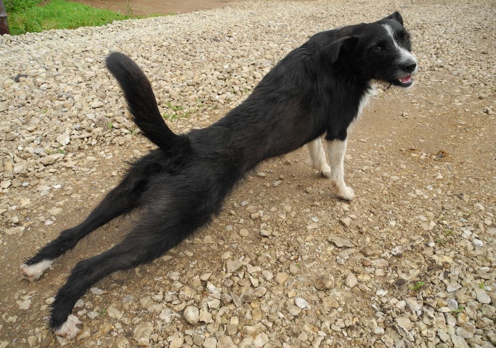 Упор лежа приняла! (Are you ready?)))