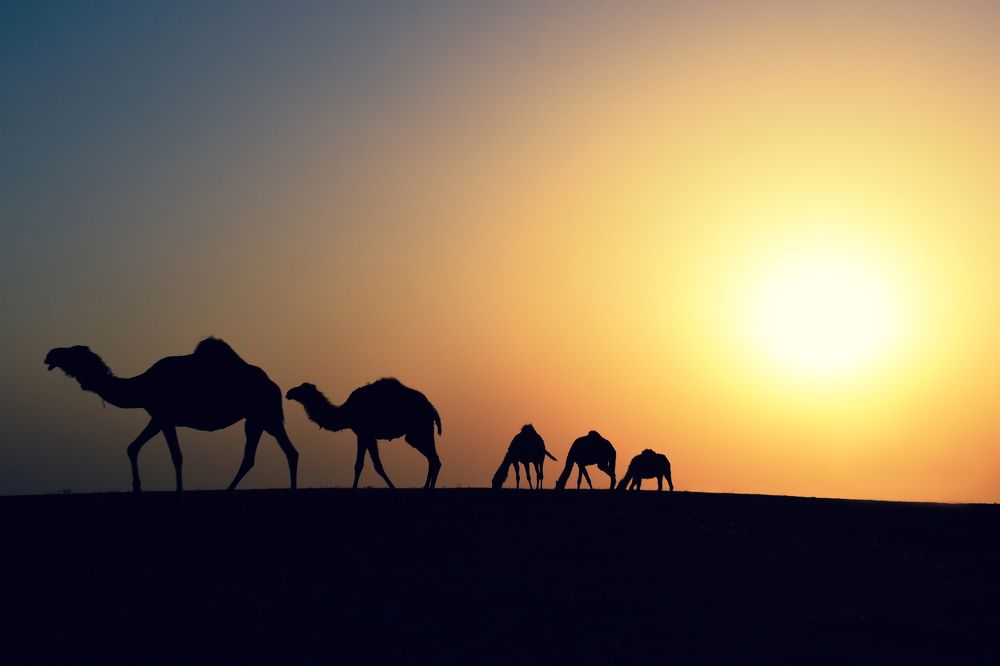 Photograph by Hikmat Alayashi