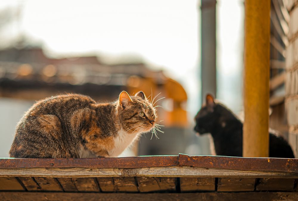 Photograph by Николай Смолянкин