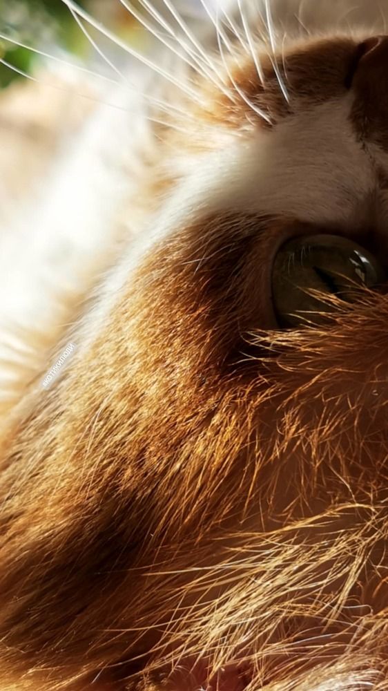 Photograph by Светлана Салмина