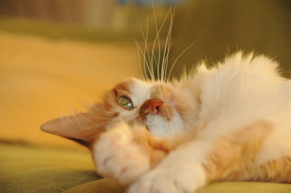 Photograph by Светлана Салмина