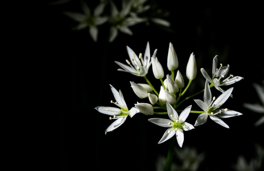 Photograph by Adrian Christ